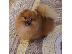 PoulaTo: Καθαρόαιμα κουτάβια Boo Pomeranian